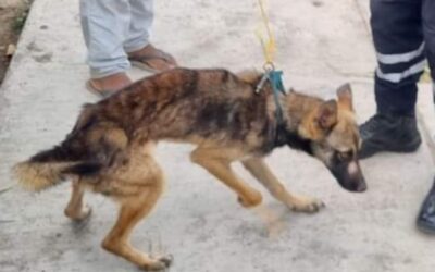 Rescatados y cuidados: Cachorros y hembra adulta reciben atención veterinaria en Tuxpan