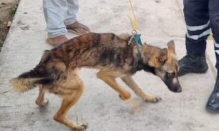 Rescatados y cuidados: Cachorros y hembra adulta reciben atención veterinaria en Tuxpan