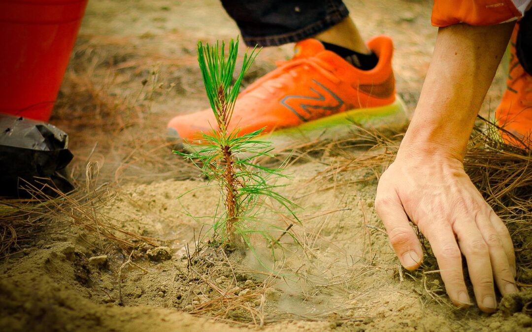 Arranca Dante Delgado en Perote programa de reforestación