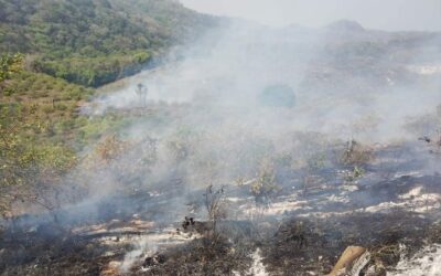 Tamiahua: ¡Voraz incendio consume Palma Sola!