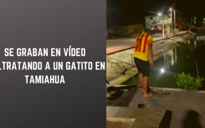 Inhumana brutalidad: jóvenes de Tamiahua patean a un indefenso gatito