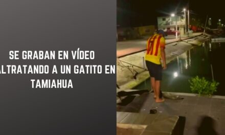 Inhumana brutalidad: jóvenes de Tamiahua patean a un indefenso gatito