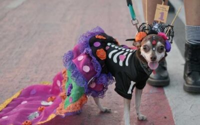Inscripciones abiertas para el 2° Concurso “Disfraza a tu mascota”, que se realizará el 27 de octubre, con motivo del Día de Muertos