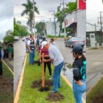 Tuxpan: Siembran palmera real en los camellones del bulevar Independencia