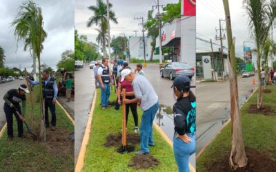 Tuxpan: Siembran palmera real en los camellones del bulevar Independencia