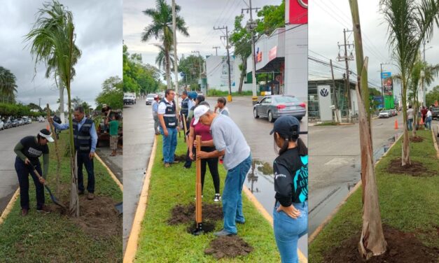 Tuxpan: Siembran palmera real en los camellones del bulevar Independencia