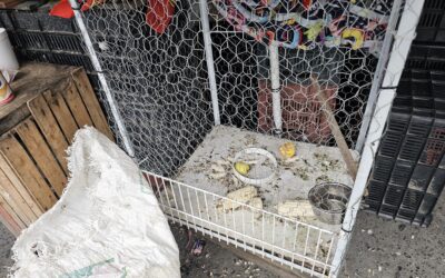 Decomiso arbitrario de loro por POLIMARINOS genera controversia