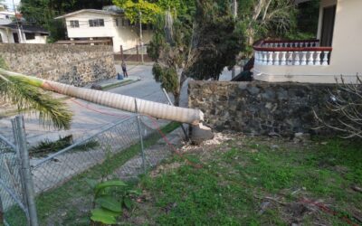 Derriban palma real en Jardines y deja sin luz, cable e Internet a vecinos