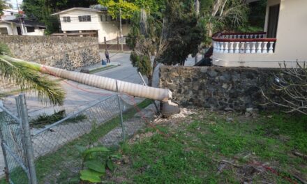 Derriban palma real en Jardines y deja sin luz, cable e Internet a vecinos