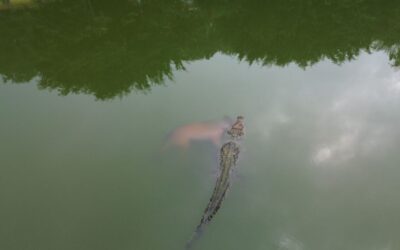 Terror en el Lago de Vista Hermosa: Un cocodrilo ataca a un perro ante la mirada atónita de los vecinos