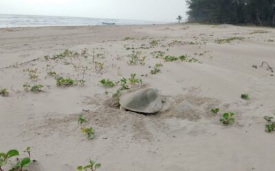 Arranca la Temporada Tortuguera 2025 en Tuxpan con Compromiso por la Conservación