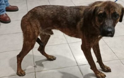 Rescatan perro maltratado en Petrópolis