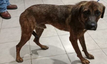 Rescatan perro maltratado en Petrópolis