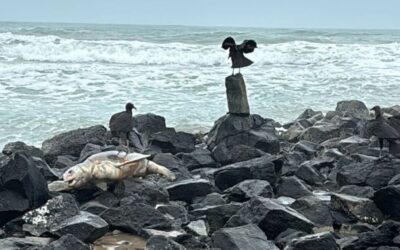 Alarma ecológica en Tuxpan: encuentran tres tortugas muertas en zona de anidación