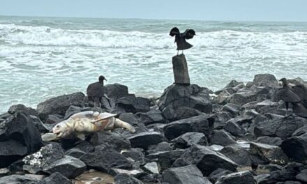 Alarma ecológica en Tuxpan: encuentran tres tortugas muertas en zona de anidación