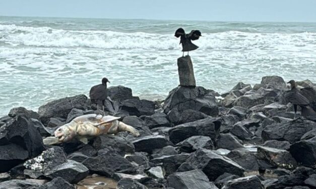 Alarma ecológica en Tuxpan: encuentran tres tortugas muertas en zona de anidación