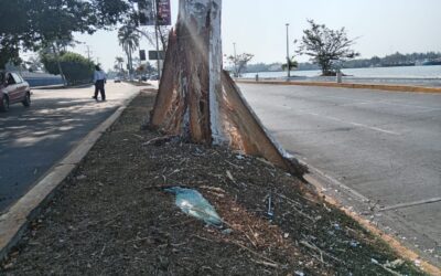 Autobús turístico impacta palmera en el bulevar Maples Arce