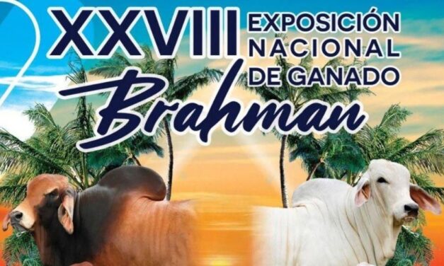 Tuxpan se convierte en capital ganadera con la Exposición Nacional de Ganado Brahman 2025