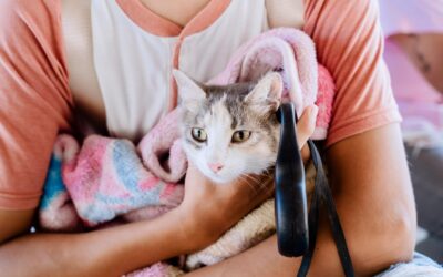 Campaña gratuita de esterilización promovida por Daniel Cortina, atiende a 148 perros y gatos