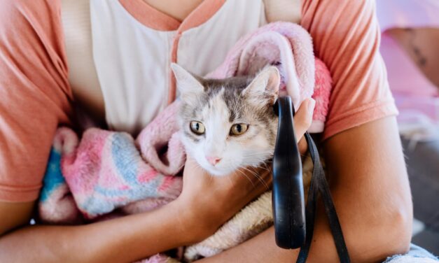 Campaña gratuita de esterilización promovida por Daniel Cortina, atiende a 148 perros y gatos