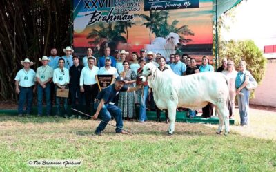 ExpoTuxpan 2025 premia a los mejores ejemplares Brahman de México