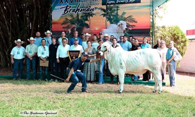 ExpoTuxpan 2025 premia a los mejores ejemplares Brahman de México