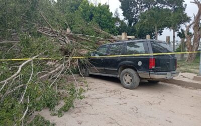 Fuertes vientos del Frente Frío 11 derriban árbol y aplastan camioneta en Santiago de la Peña