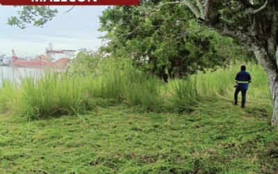 Cuadrillas de Parques y Jardines redoblan esfuerzos realizando chapeo, poda y desbroce en áreas verdes de la ciudad