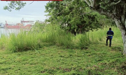 Cuadrillas de Parques y Jardines redoblan esfuerzos realizando chapeo, poda y desbroce en áreas verdes de la ciudad