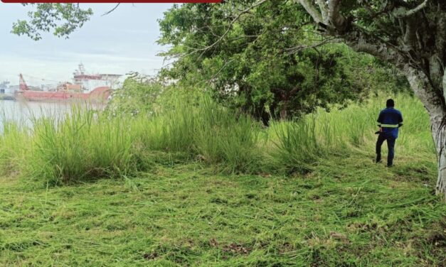 Cuadrillas de Parques y Jardines redoblan esfuerzos realizando chapeo, poda y desbroce en áreas verdes de la ciudad