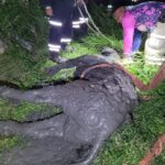 Rescatan a vaca que cayó en pozo artesanal en la colonia Tropicana