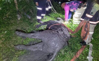 Rescatan a vaca que cayó en pozo artesanal en la colonia Tropicana