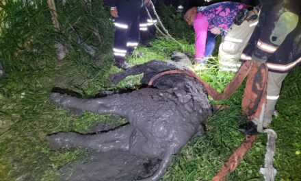 Rescatan a vaca que cayó en pozo artesanal en la colonia Tropicana