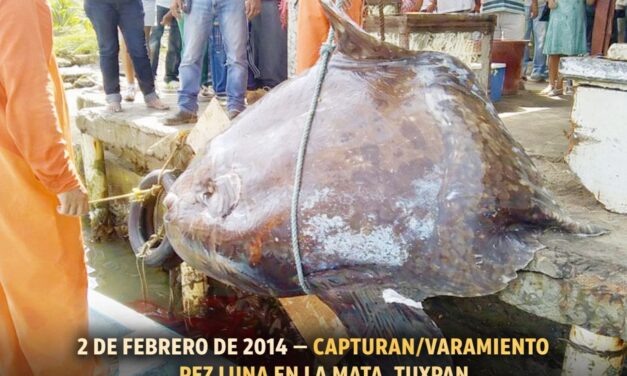 2 de febrero de 2014 — Reportan captura/varamiento de un “pez luna” en La Mata, Tuxpan