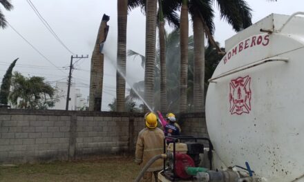 Corto circuito provoca incendio de palmera en el libramiento López Mateos