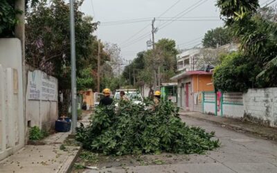 Rama caída obstruye vialidad en la colonia Miguel Alemán; interviene Protección Civil