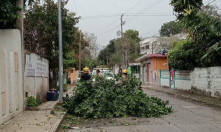 Rama caída obstruye vialidad en la colonia Miguel Alemán; interviene Protección Civil