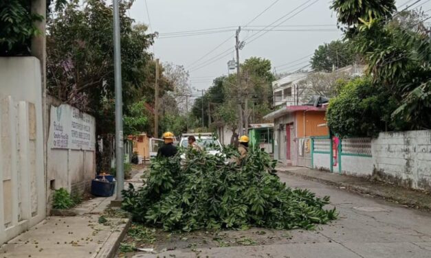 Rama caída obstruye vialidad en la colonia Miguel Alemán; interviene Protección Civil
