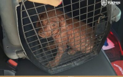 Rescatan cachorro tras denuncia por presunto maltrato animal en la colonia Esperanza Azcón