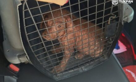 Rescatan cachorro tras denuncia por presunto maltrato animal en la colonia Esperanza Azcón