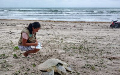 Campamento Tortuguero “Las Barras”, guardianes de la vida en Barra Galindo