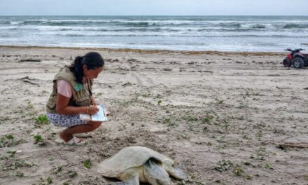 Campamento Tortuguero “Las Barras”, guardianes de la vida en Barra Galindo