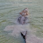Protección Civil captura y libera cocodrilo en la colonia México Lindo de Tuxpan