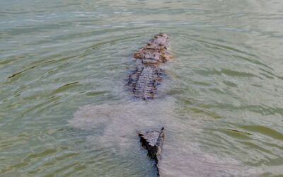Protección Civil captura y libera cocodrilo en la colonia México Lindo de Tuxpan