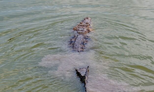 Protección Civil captura y libera cocodrilo en la colonia México Lindo de Tuxpan