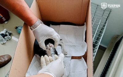 Rescatan a gato con hipotermia en Tuxpan; recibe atención médica tras ser hallado bajo la lluvia