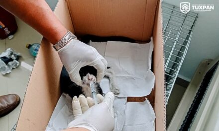 Rescatan a gato con hipotermia en Tuxpan; recibe atención médica tras ser hallado bajo la lluvia