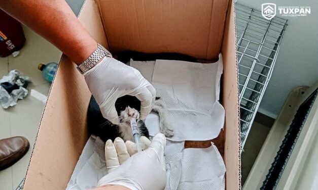 Rescatan a gato con hipotermia en Tuxpan; recibe atención médica tras ser hallado bajo la lluvia