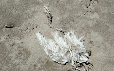 La playa no será altar de sacrificios: Tuxpan sancionará rituales con animales