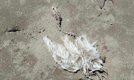 La playa no será altar de sacrificios: Tuxpan sancionará rituales con animales